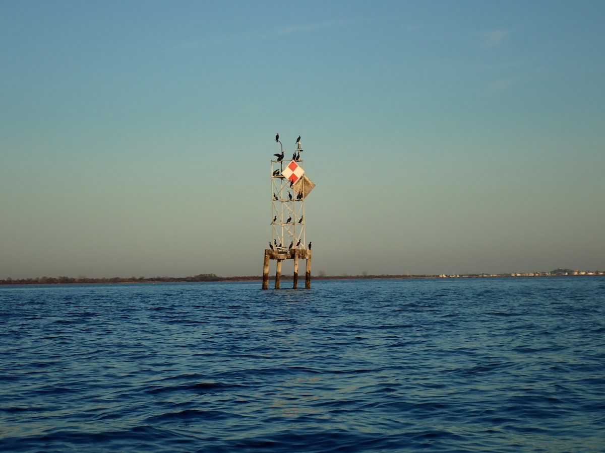 Cormorán Orejudo - ML284177801