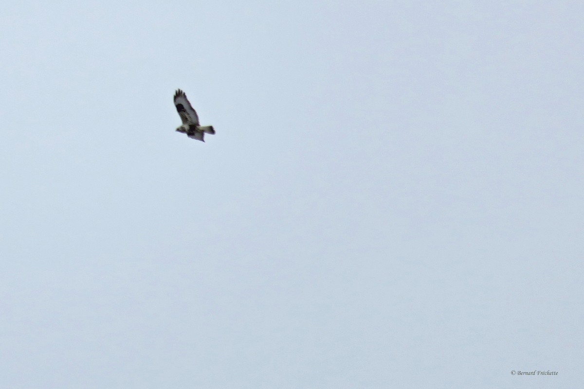 Rough-legged Hawk - ML28417931