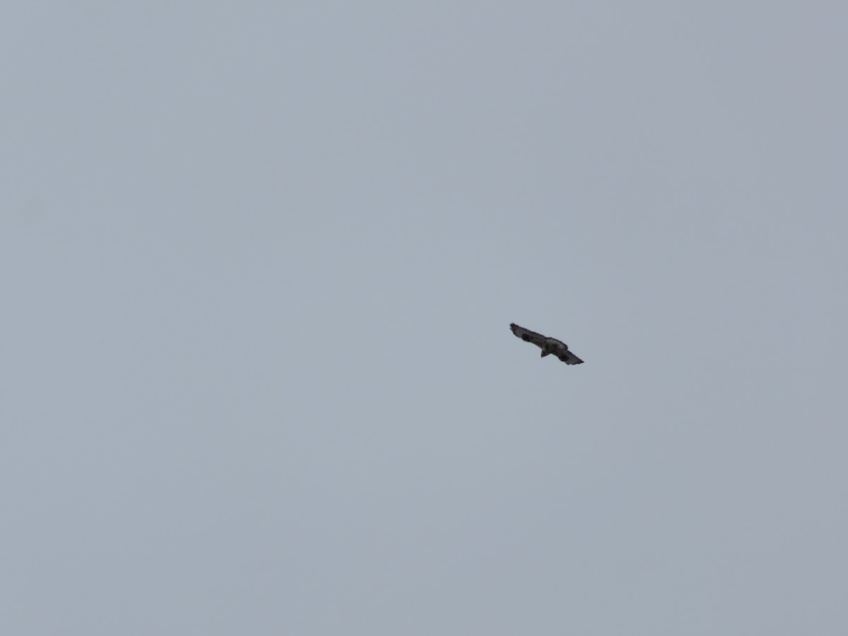 Rough-legged Hawk - ML28417951