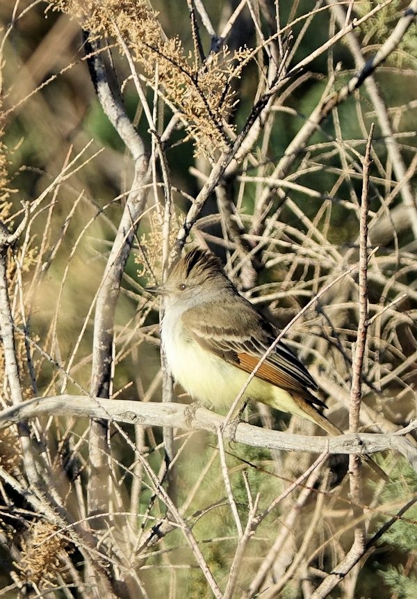 Ash-throated Flycatcher - Henry Detwiler