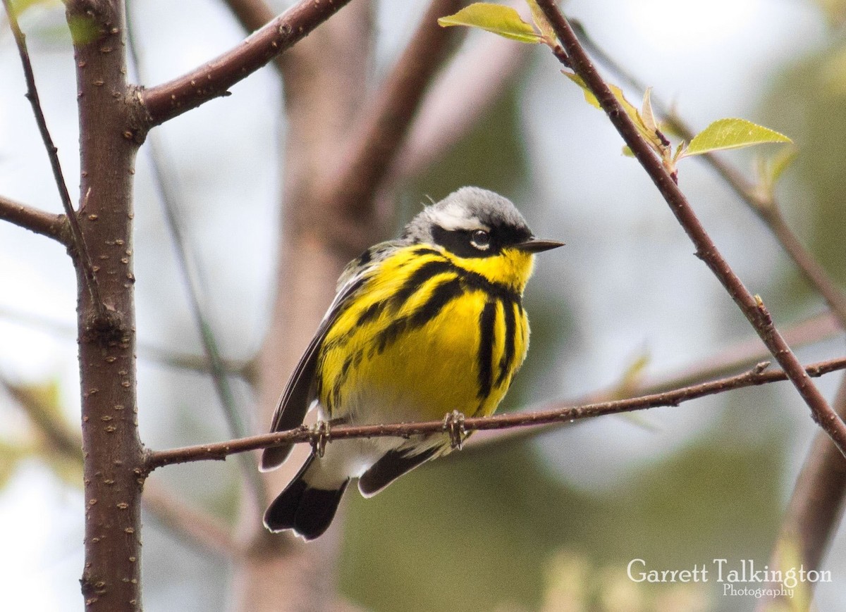 Magnolia Warbler - ML28418241