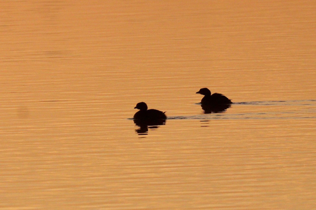 Pied-billed Grebe - ML284183451