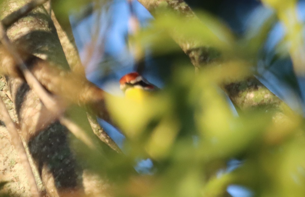 Rufous-capped Warbler - ML284184571