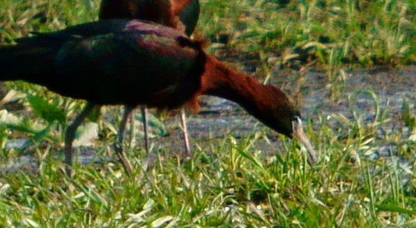 Glossy Ibis - Dave Smith