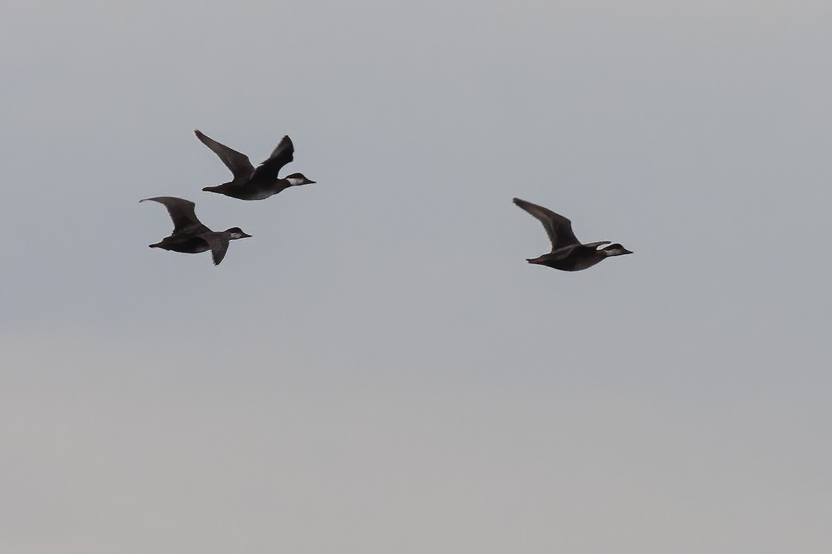 Common Scoter - Javi Elorriaga