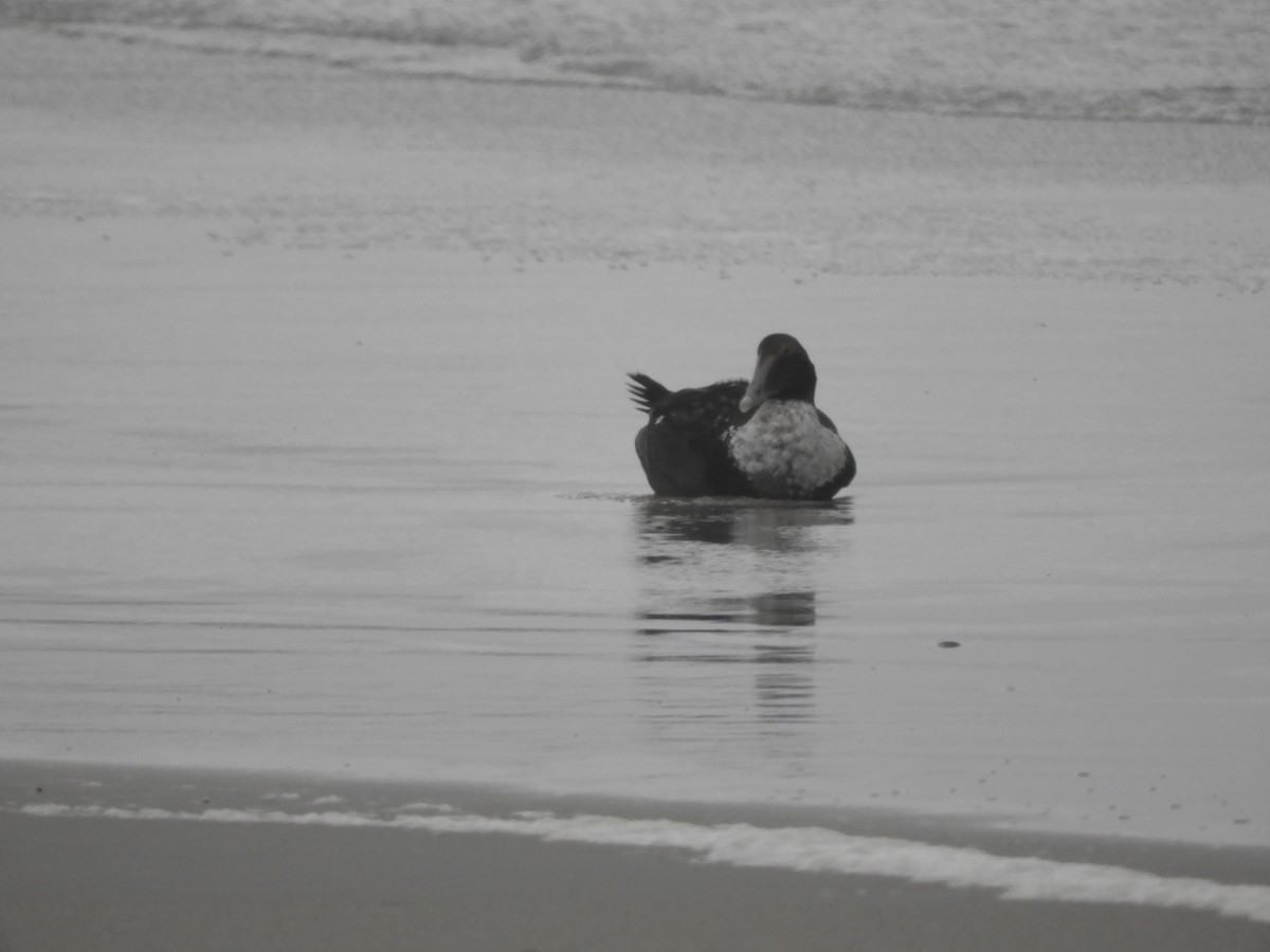 Common Eider - ML284190181