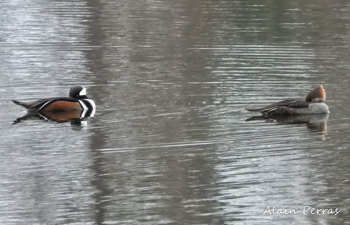 Hooded Merganser - ML284190541
