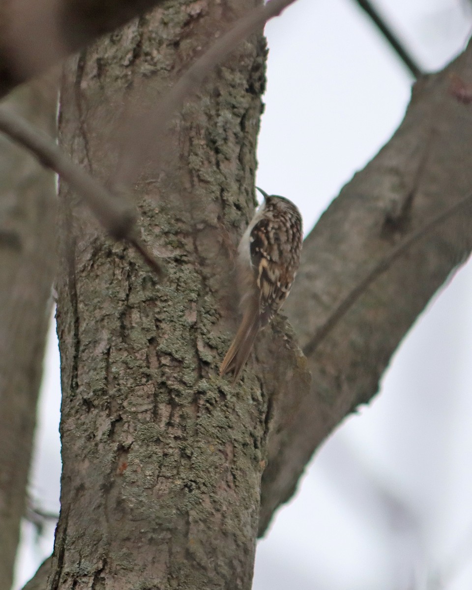 Brown Creeper - ML284190611