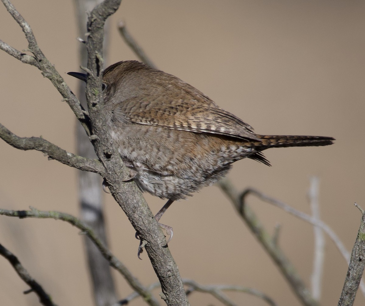 House Wren - william tyrer