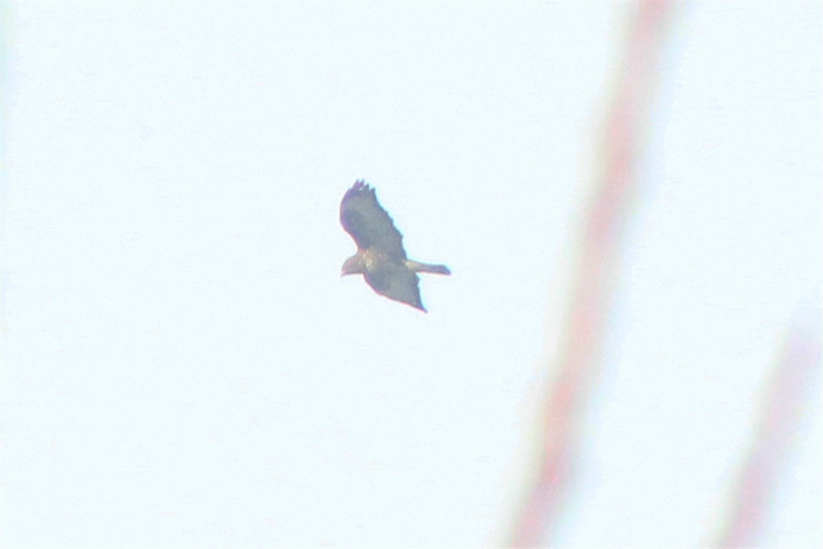 Common Buzzard - ML284194231