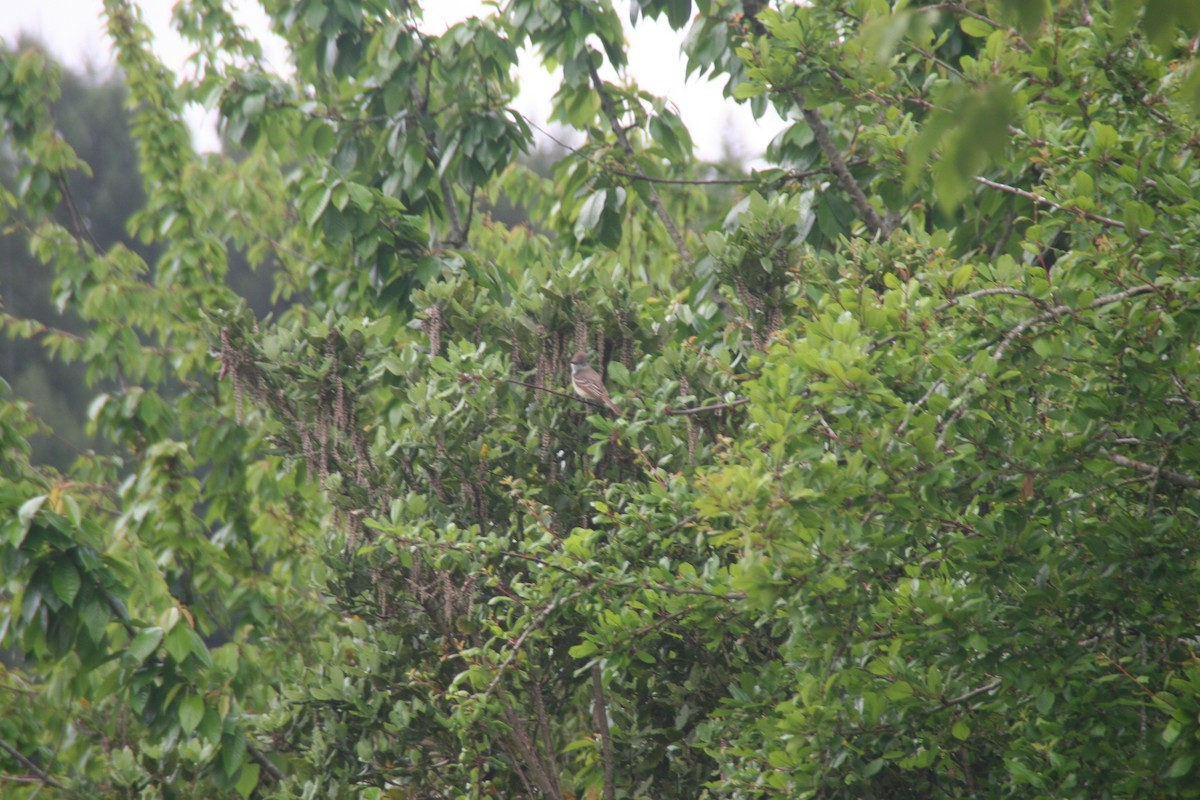 Ash-throated Flycatcher - ML28419491