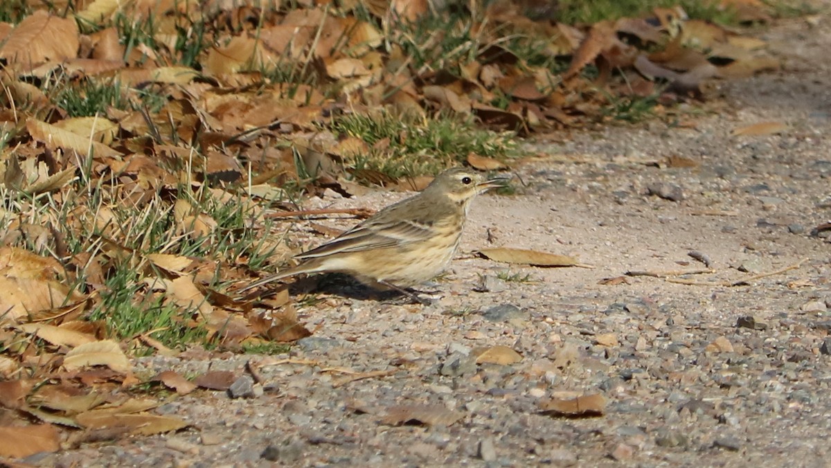 American Pipit - Susan Drown