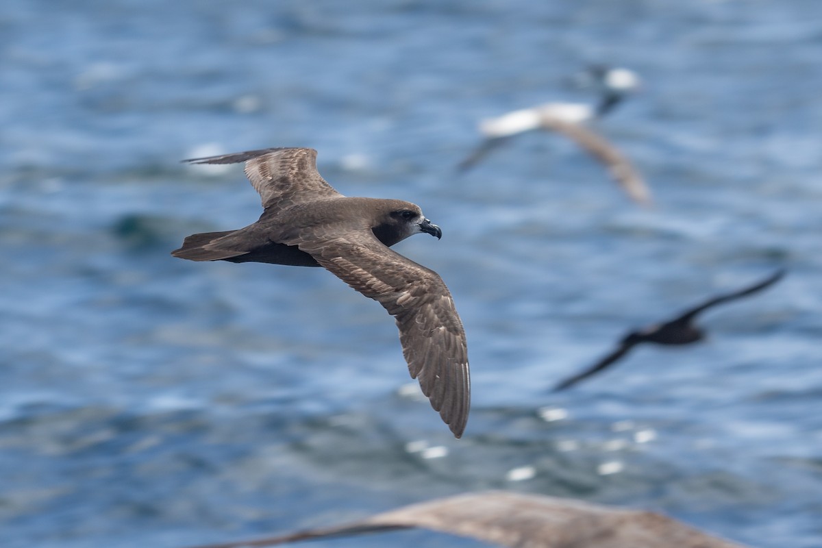 Gray-faced Petrel - ML284197761