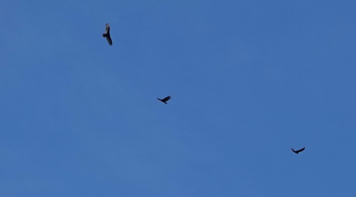 Turkey Vulture - ML284197781