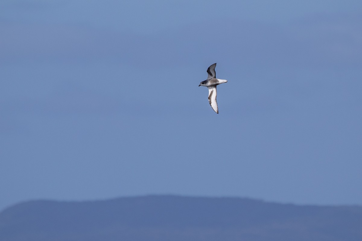 Mottled Petrel - Ramit Singal