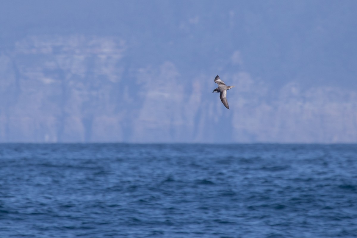 Mottled Petrel - Ramit Singal