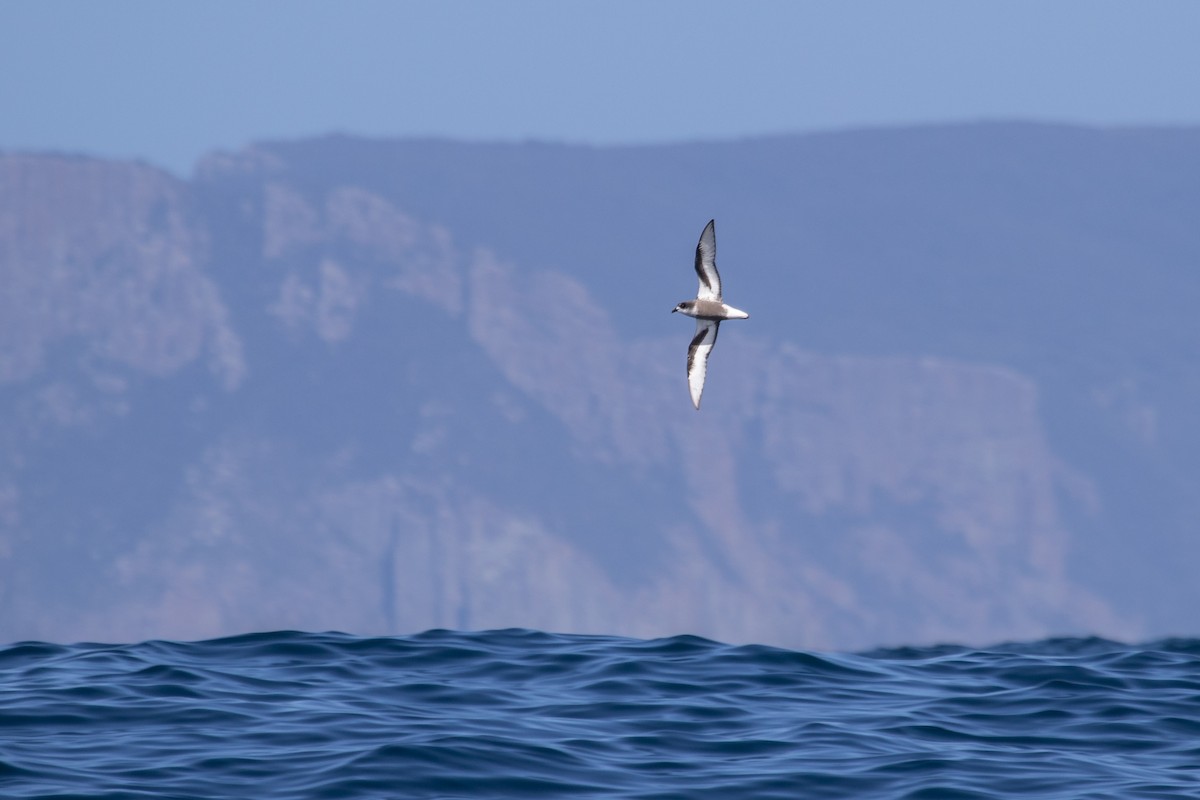 Mottled Petrel - ML284198361