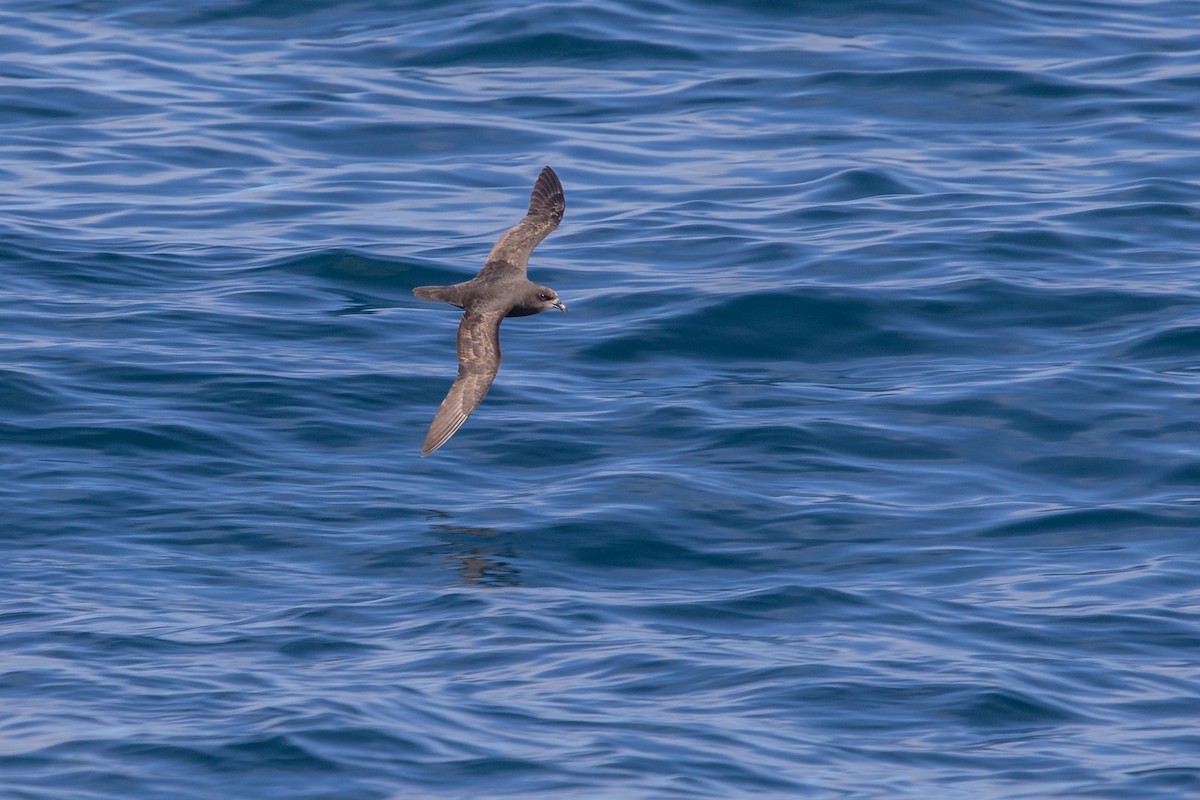 Gray-faced Petrel - Ramit Singal