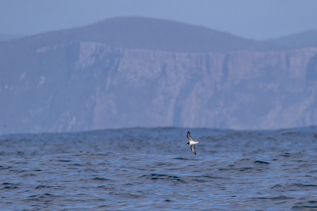 Gould's Petrel - Ramit Singal