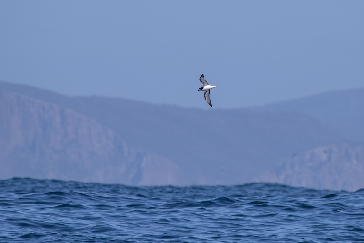 Gould's Petrel - Ramit Singal