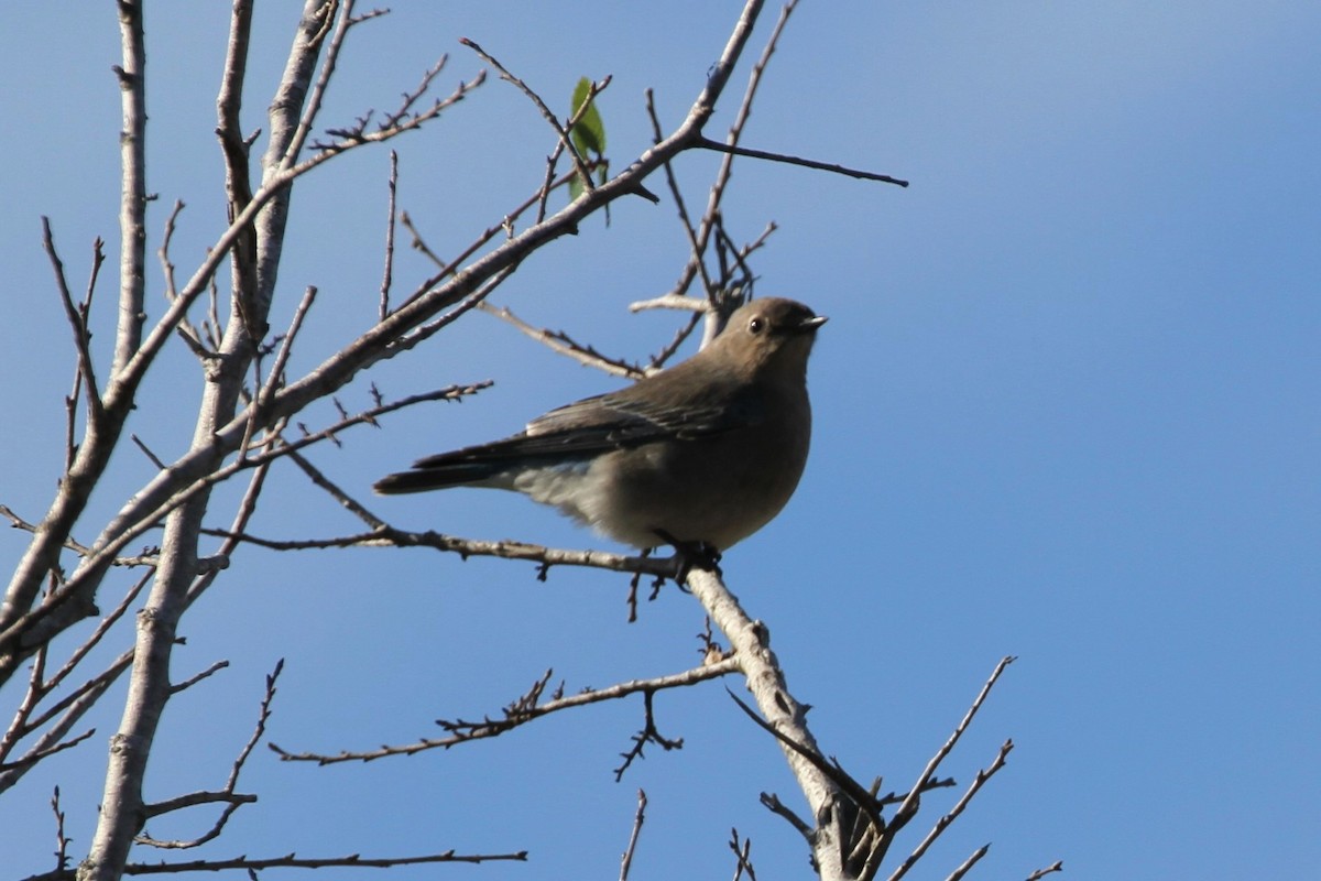 Mountain Bluebird - ML284198931