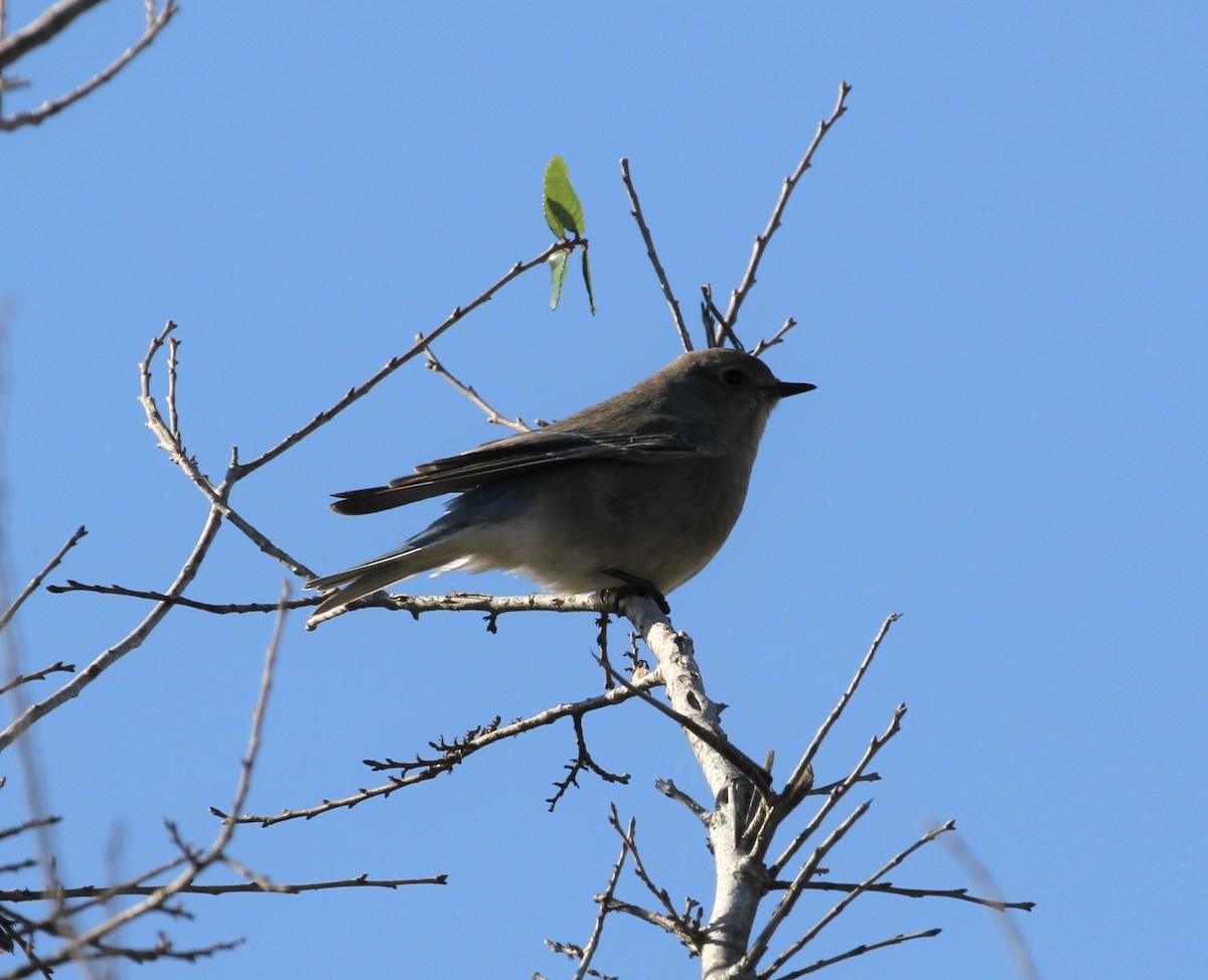 Mountain Bluebird - ML284198971