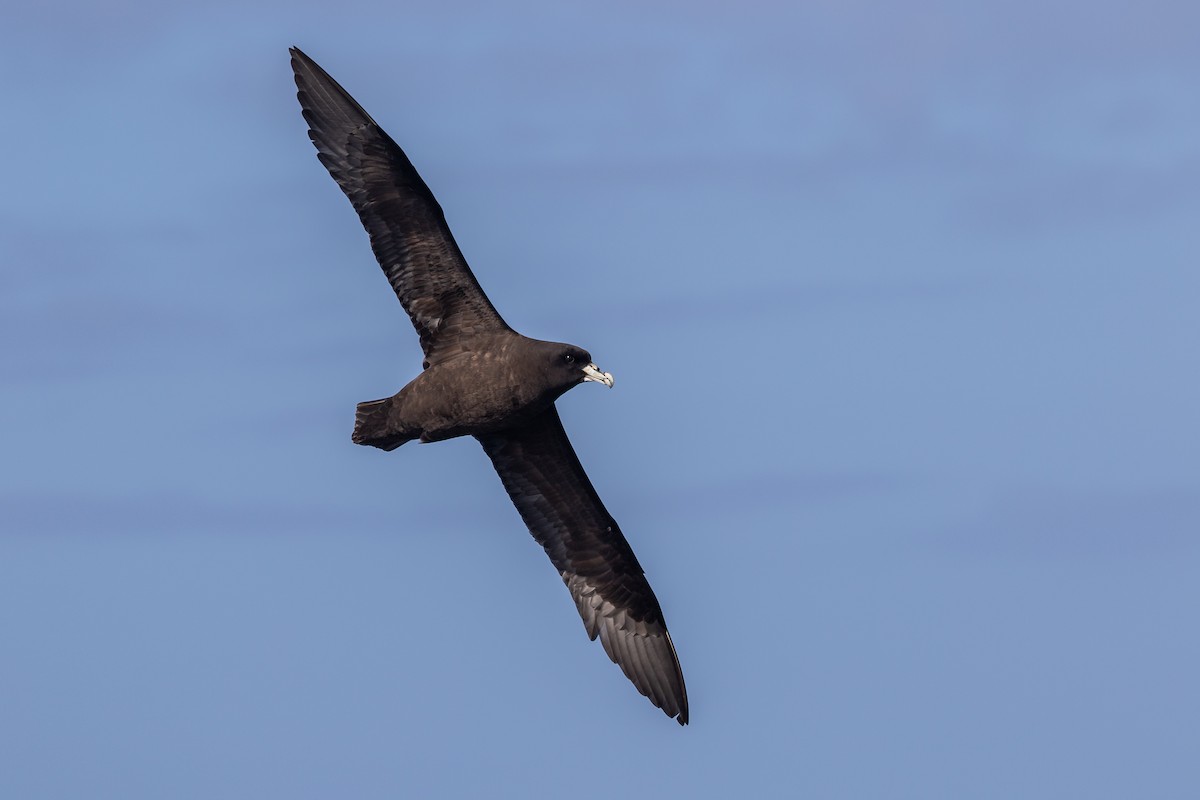 White-chinned Petrel - ML284198981