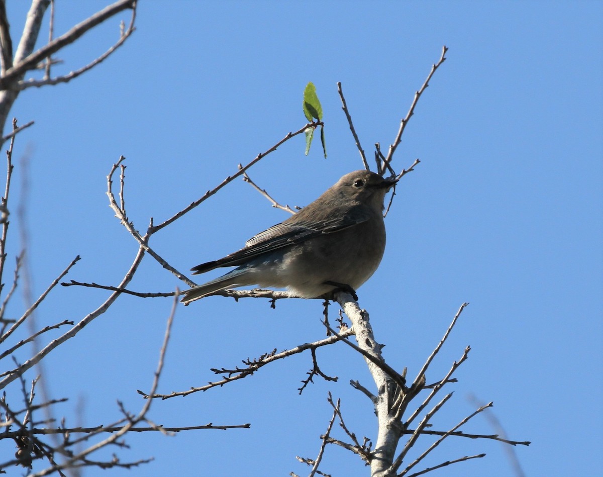 Mountain Bluebird - ML284198991