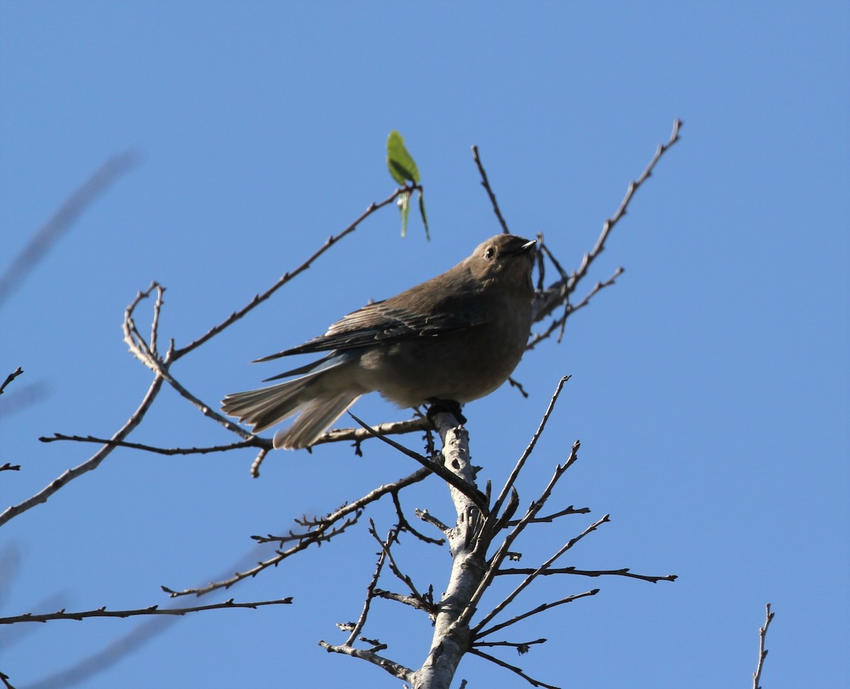 Mountain Bluebird - ML284199041