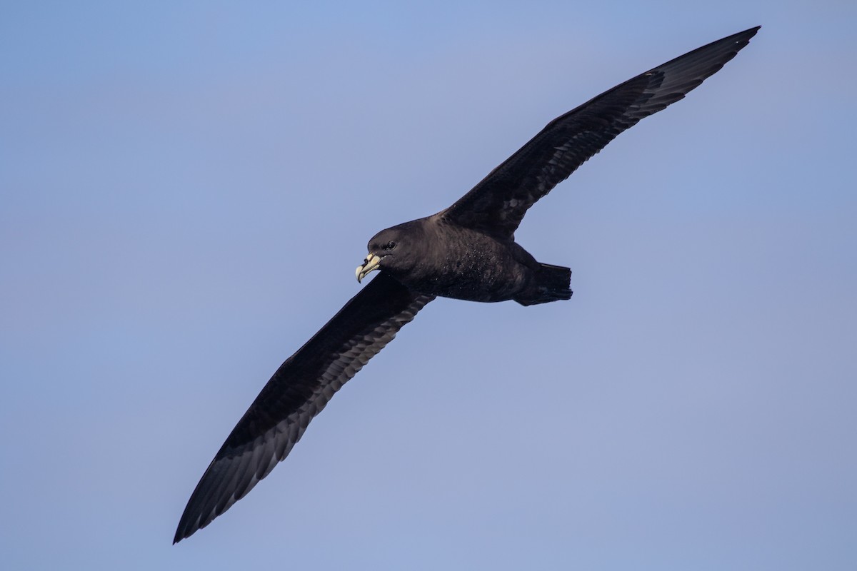 White-chinned Petrel - ML284199181