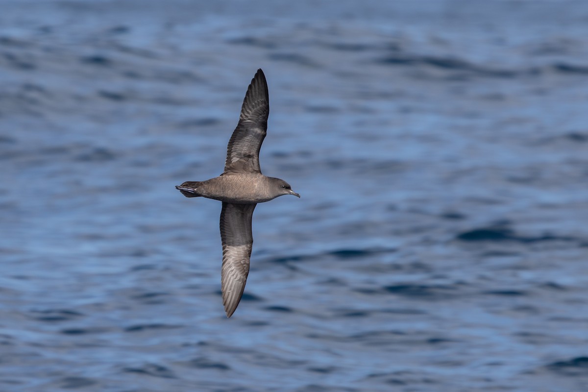 Short-tailed Shearwater - Ramit Singal