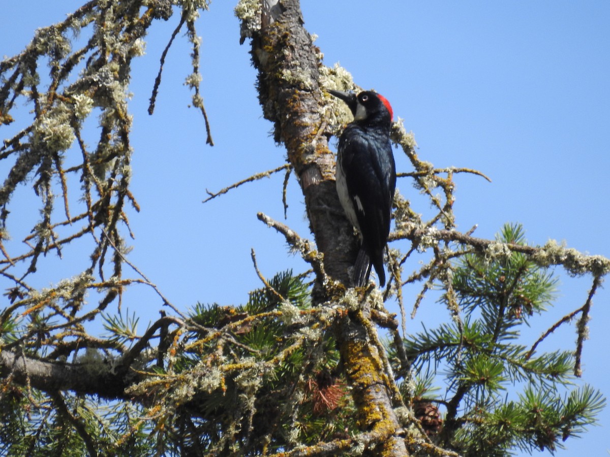 Acorn Woodpecker - ML284200171