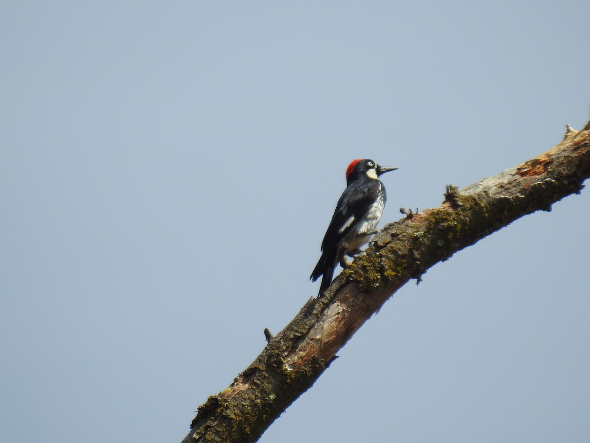 Acorn Woodpecker - ML284200211