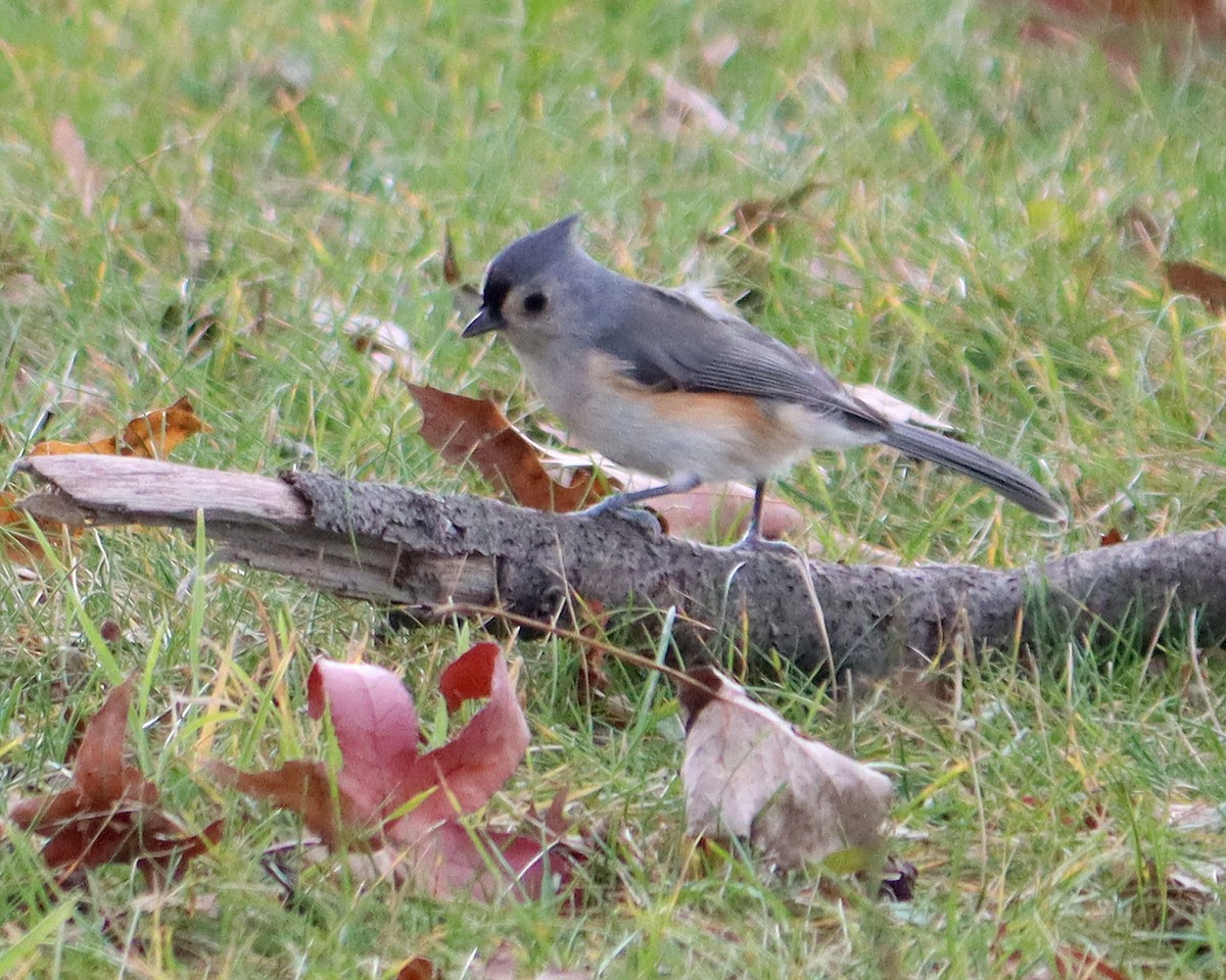 Mésange bicolore - ML284201221