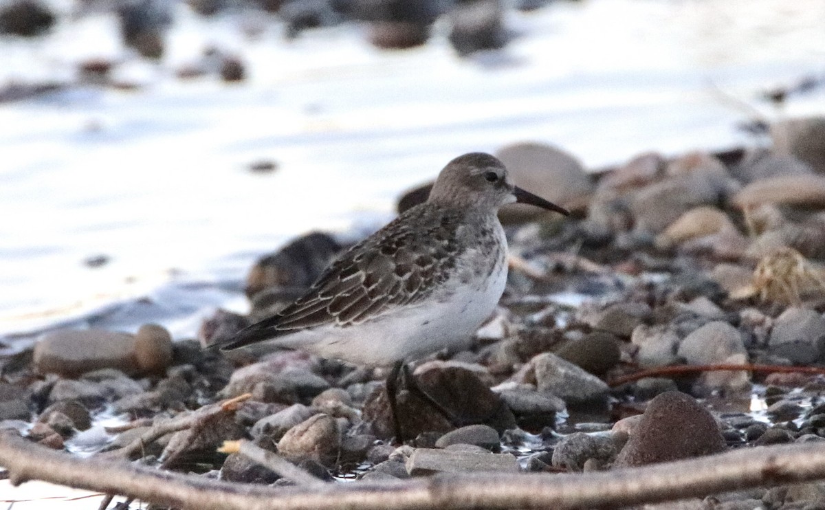 Weißbürzel-Strandläufer - ML284201671