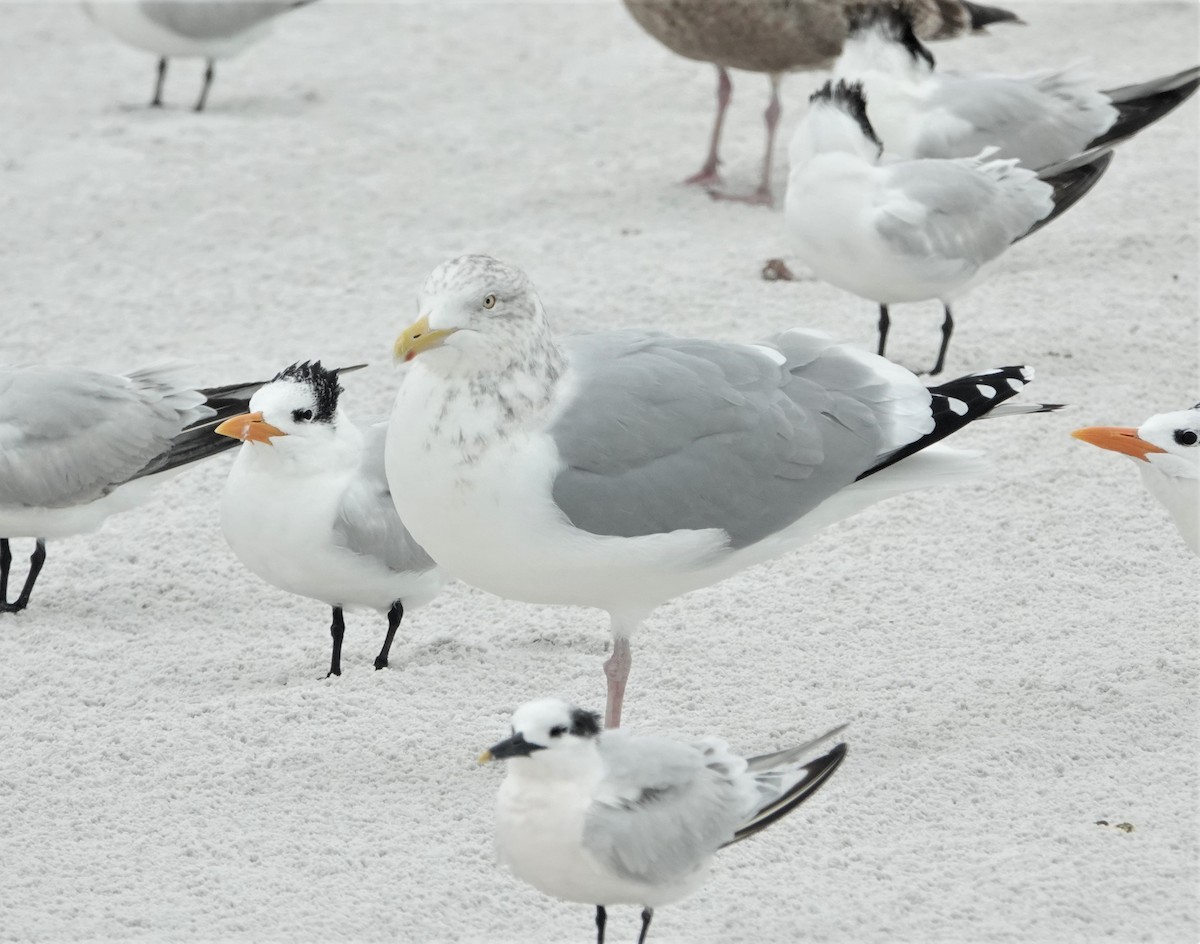 Herring Gull - ML284202001