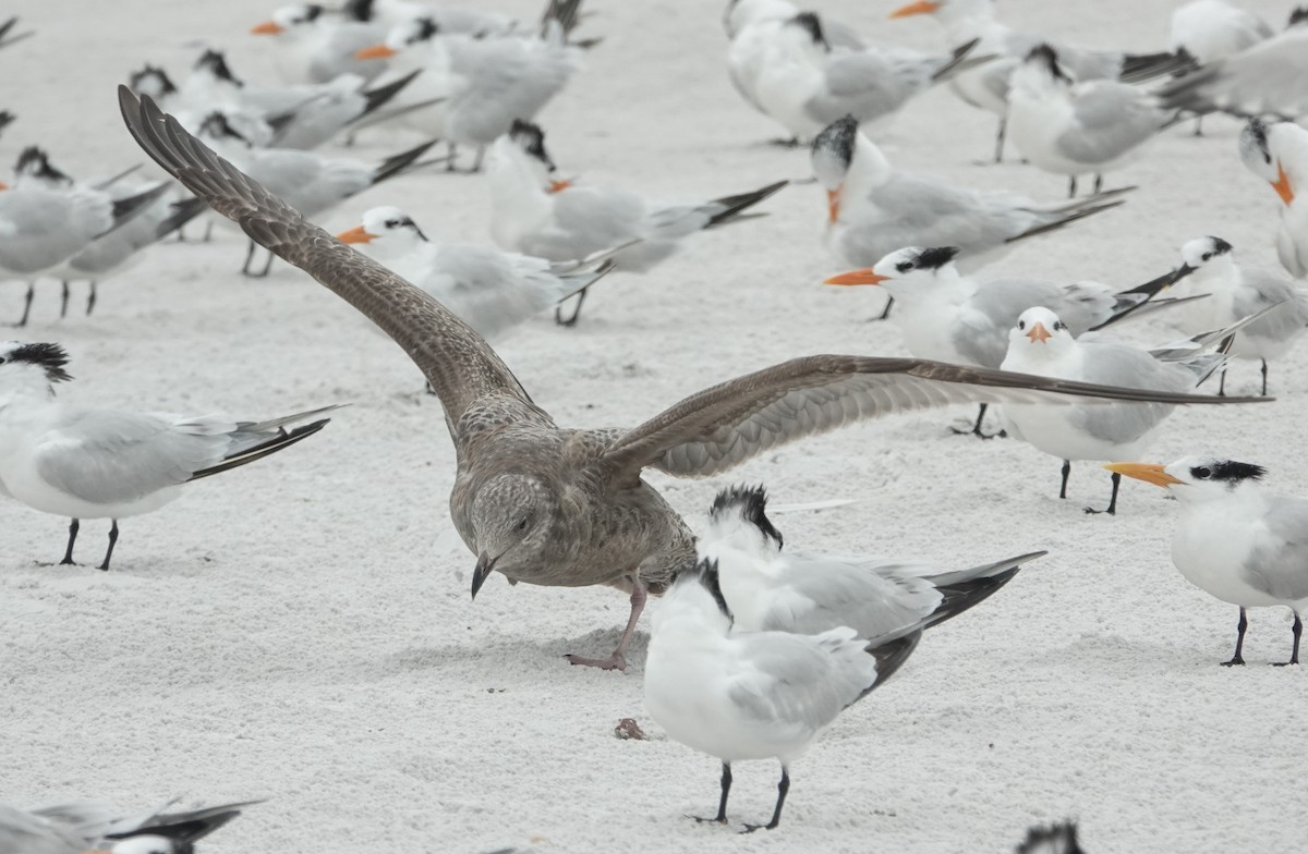 Herring Gull - ML284202011