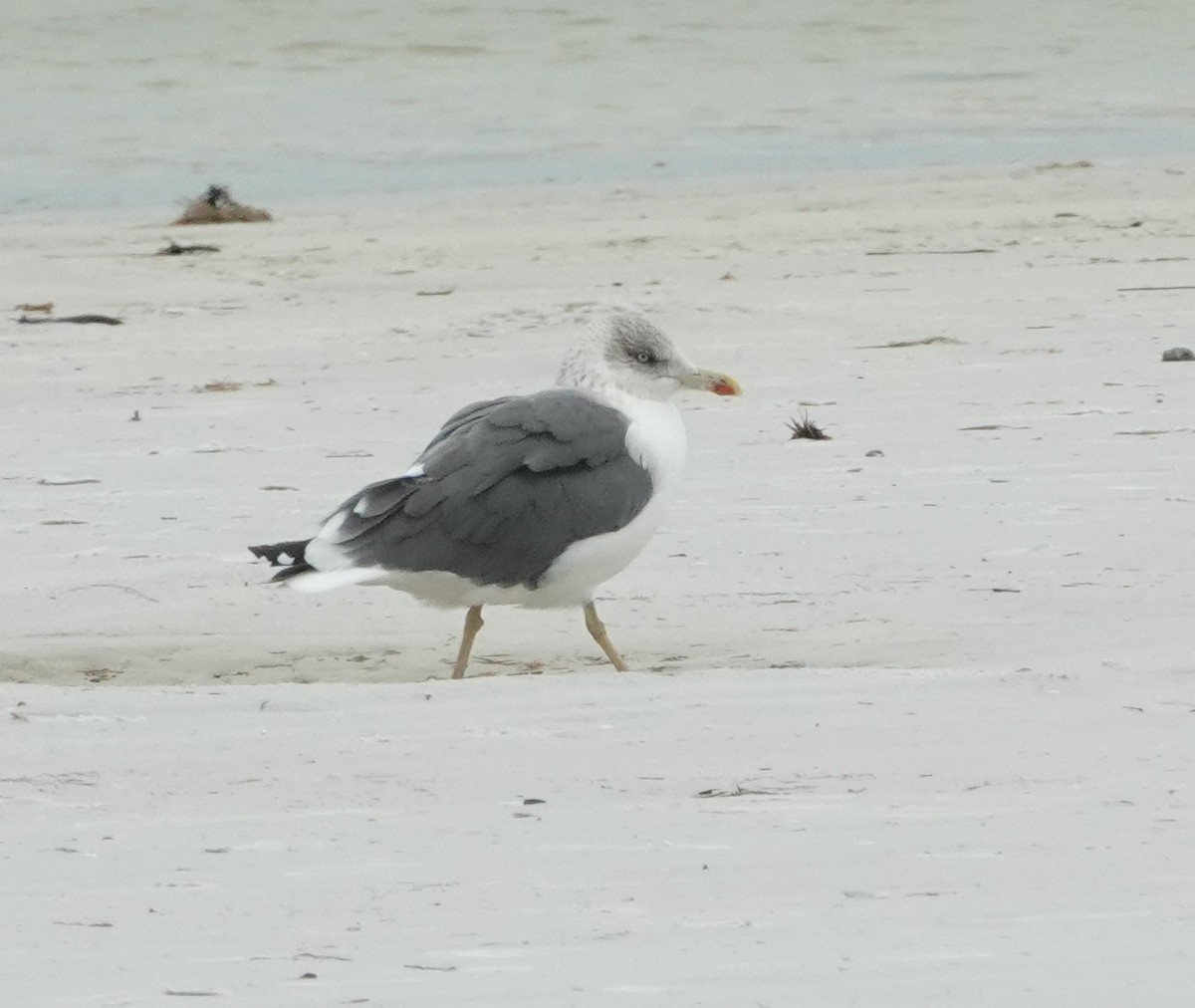 Lesser Black-backed Gull - ML284202061