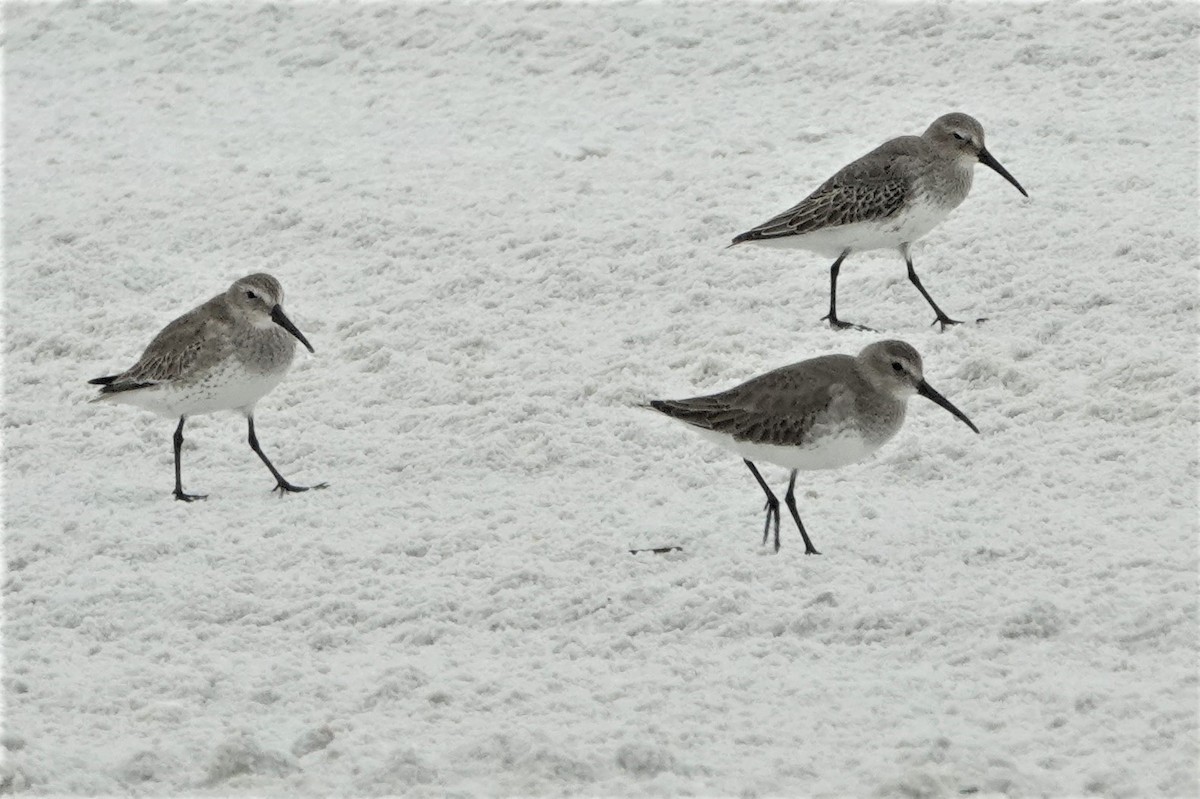 Dunlin - ML284202211