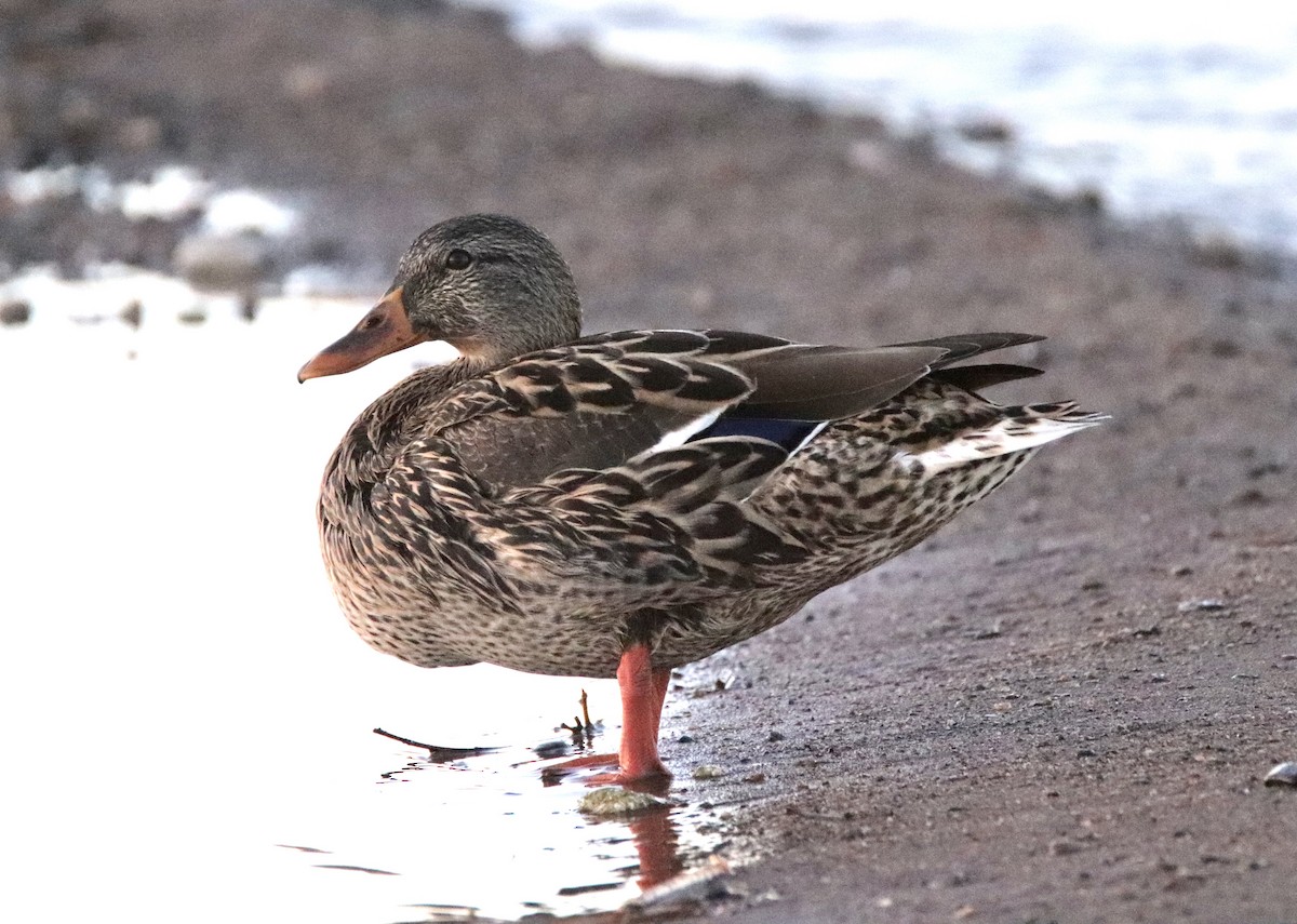 Mallard - ML284202361