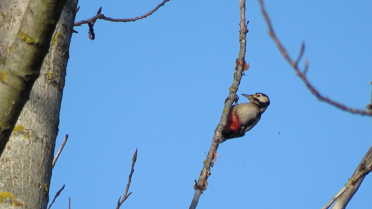 Great Spotted Woodpecker (Great Spotted) - ML284202901