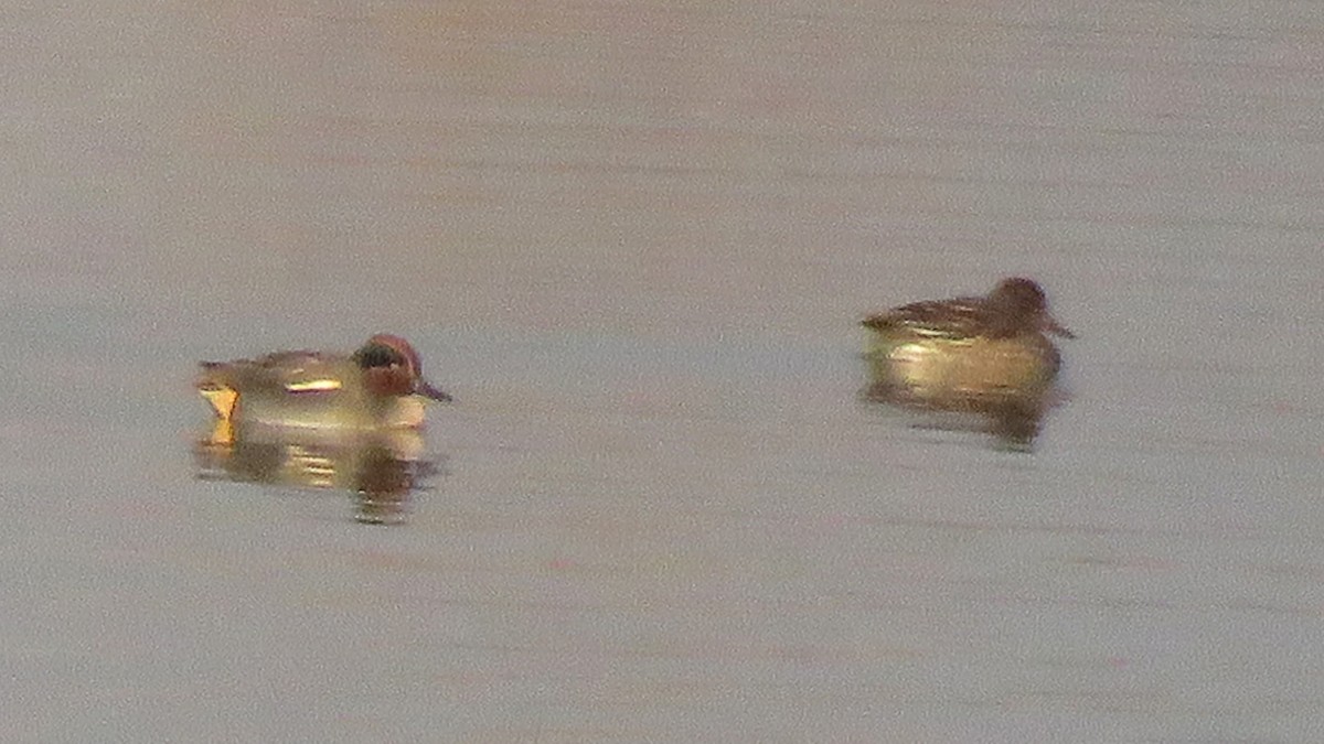 Green-winged Teal (Eurasian) - Pedro Fernandes