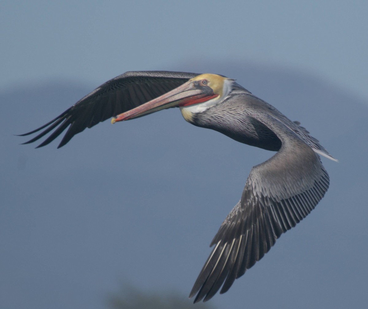 Brown Pelican - ML284203851