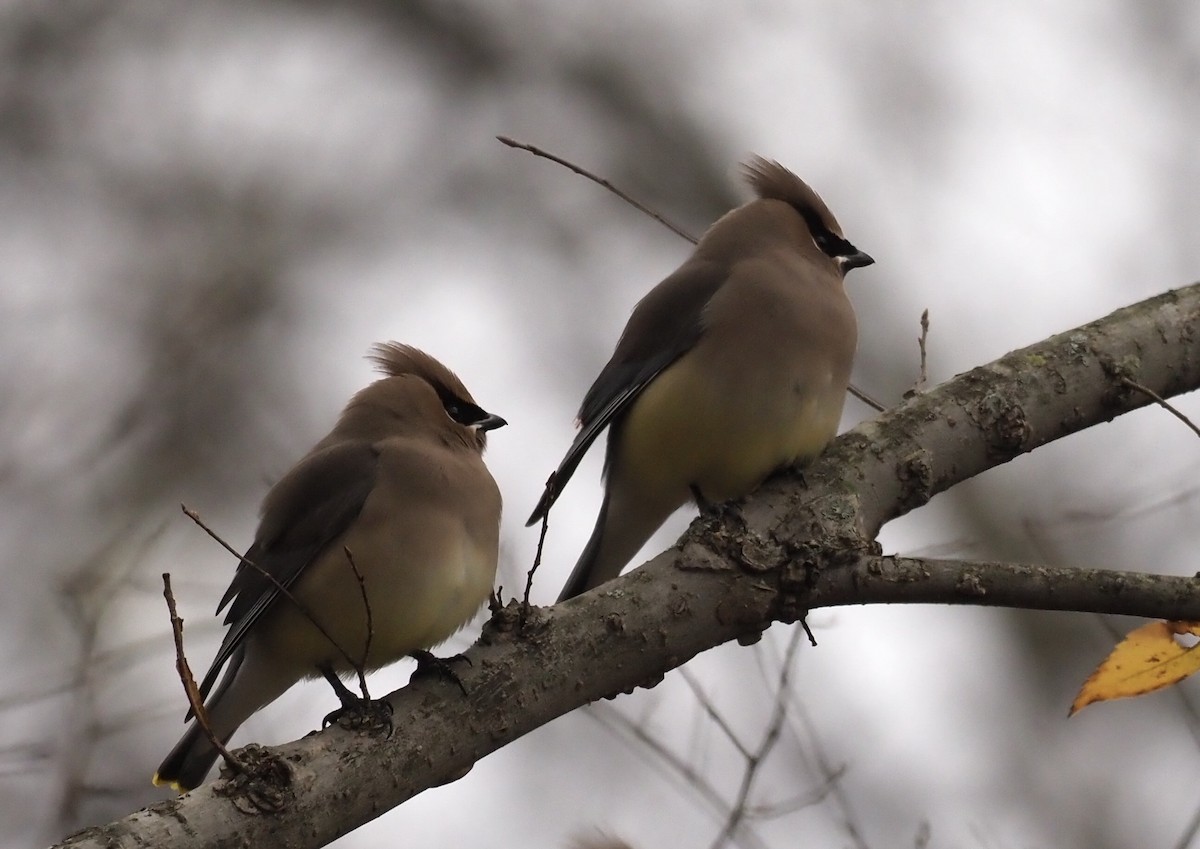 Cedar Waxwing - Bob Foehring