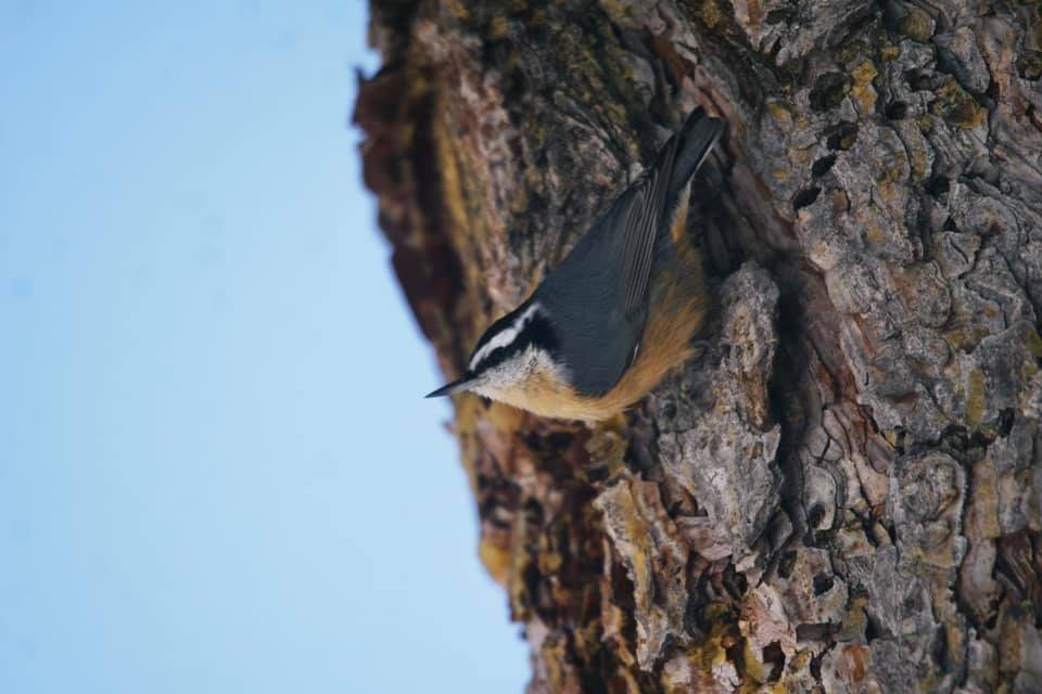 Red-breasted Nuthatch - Jakub Galczynski