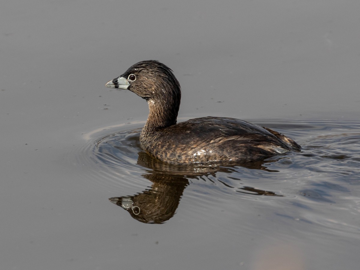 Pied-billed Grebe - Matt Boley