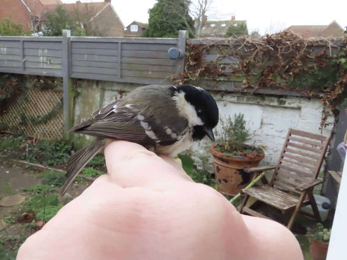 Coal Tit - David Campbell