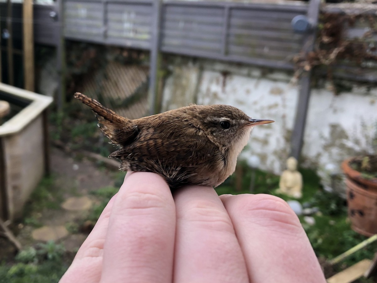 Eurasian Wren - David Campbell