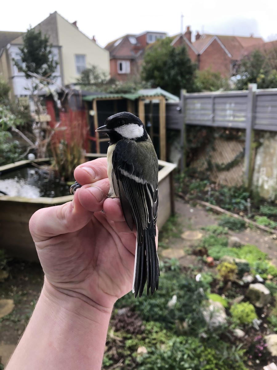 Great Tit - David Campbell