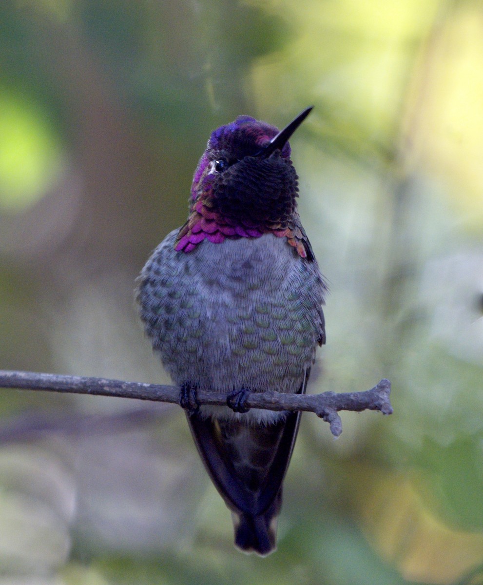 Anna's Hummingbird - ML284207101